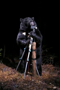 a-black-bear-plays-with-the-camera-nagano-2006-credit-photo-manabu-miyazaki-bd